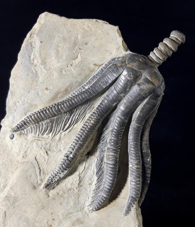 Encrinus liliiformis (LAMARCK 1801) - Bild © FossNet FossilienStore